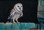 Barn Owl