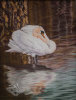 Swan Reflection