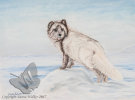 Arctic Fox