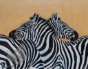 Zebras on Lookout