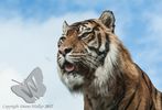 Sumatran Tiger