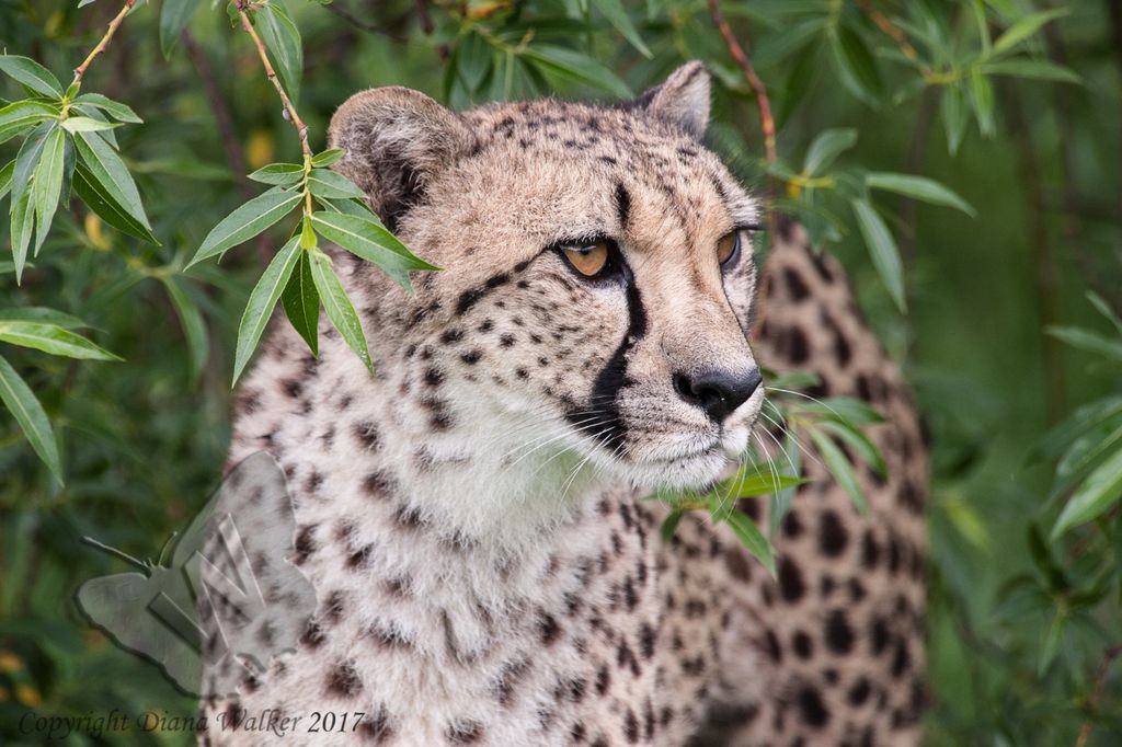 Cheetah