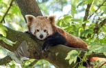 Red Panda