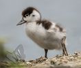 Shelduck duckling