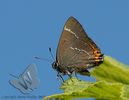 White Letter Hairstreak