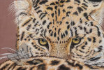 Amur Leopard Eyes