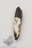 Barn Owl on a Goose Feather