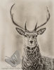 Red Deer