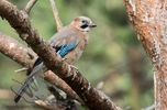 Jay