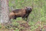 Wolverine