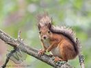 Red Squirrel in the rain