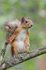 Red Squirrel