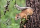 Red Squirrel