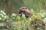 Beaver Kit
