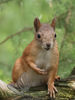Red Squirrel