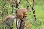 Red Squirrel