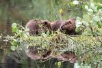 3 Beaver kits