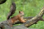 Red Squirrel