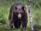 Brown Bear