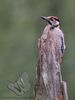 Great Spotted Woodpecker