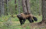 Wolverine
