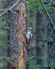 Great Spotted Woodpecker