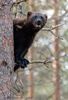 Wolverine in Tree