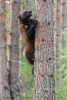 Wolverine climbing tree