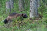 Wolverine
