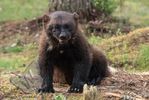 Young Wolverine eating