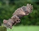 Owl Flying