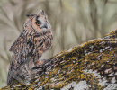 Long-eared Owl
