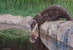 Otter