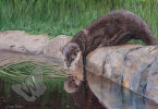 Short clawed otter