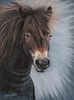 Exmoor Pony