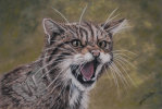 Scottish Wildcat