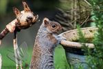 Grey Squirrel