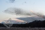 180211 Shapwick Heath143