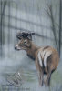 Deer in the Wood