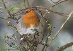 Winter Robin