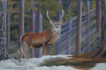 Red Deer in The Forest