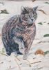 Cat in the Snow