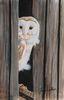 Barn Owl