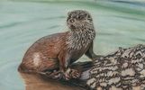 European Otter