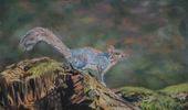 Grey Squirrel