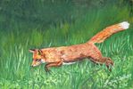 Red Fox