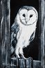 Barn Owl