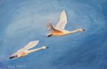 Bewick's Swans