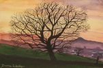 Tree at Haydon