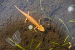Palmate Newt